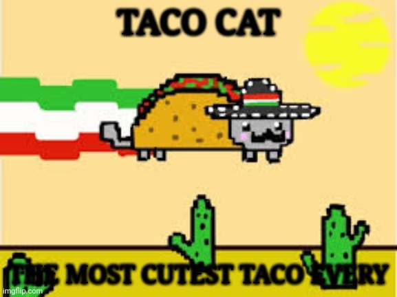 taco cat | TACO CAT THE MOST CUTEST TACO EVERY | image tagged in taco cat | made w/ Imgflip meme maker