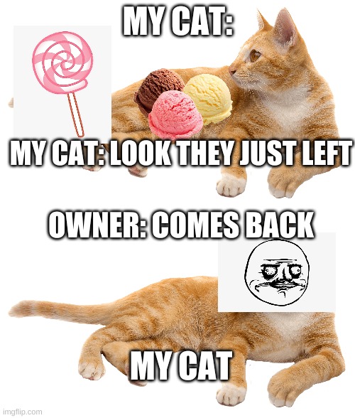 The secret life of cats | MY CAT:; MY CAT: LOOK THEY JUST LEFT; OWNER: COMES BACK; MY CAT | image tagged in cats,funny cats | made w/ Imgflip meme maker