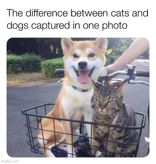Despite featuring both animals this is definitely anti-cat propaganda suitable only for the dogs stream (repost) | image tagged in repost,dogs,cats,propaganda,sounds like communist propaganda,lol | made w/ Imgflip meme maker
