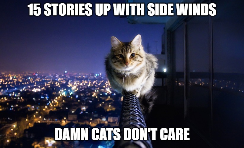 They really don't | 15 STORIES UP WITH SIDE WINDS; DAMN CATS DON'T CARE | image tagged in cats,memes,fun,funny,funny memes,2020 | made w/ Imgflip meme maker