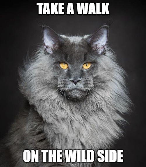 No thanks | TAKE A WALK; ON THE WILD SIDE | image tagged in cats,memes,fun,funny,funny memes,2020 | made w/ Imgflip meme maker