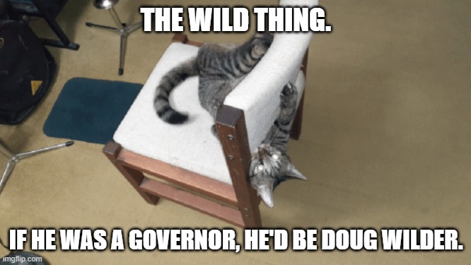 Louie, the Wild Thing | THE WILD THING. IF HE WAS A GOVERNOR, HE'D BE DOUG WILDER. | image tagged in cat,crazy | made w/ Imgflip meme maker