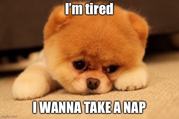 Sad puppy | I’m tired; I WANNA TAKE A NAP | image tagged in sad puppy | made w/ Imgflip meme maker