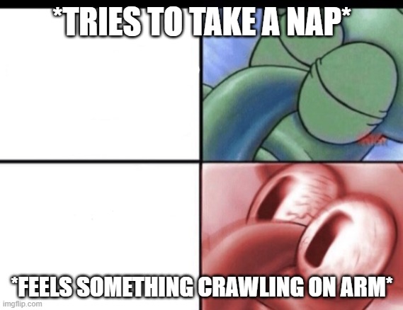 Squidward sleeping |  *TRIES TO TAKE A NAP*; *FEELS SOMETHING CRAWLING ON ARM* | image tagged in squidward sleeping | made w/ Imgflip meme maker