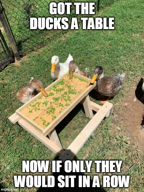 DUCK TABLE | GOT THE DUCKS A TABLE; NOW IF ONLY THEY WOULD SIT IN A ROW | image tagged in ducks,duck | made w/ Imgflip meme maker