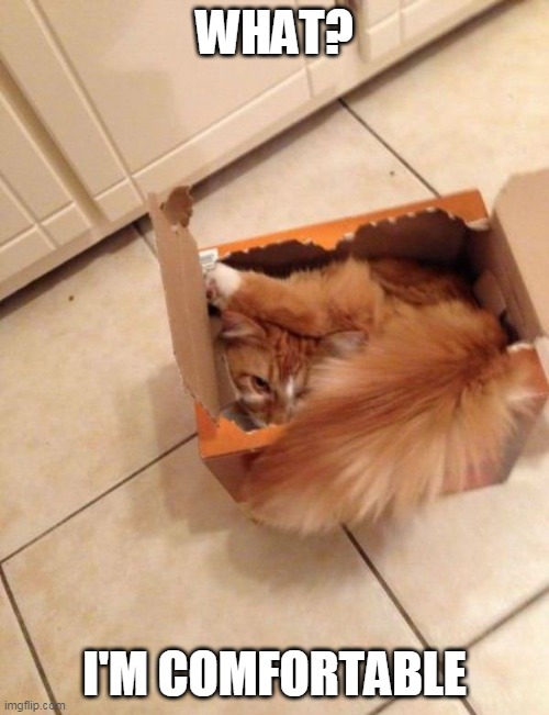 CAT LOGIC | WHAT? I'M COMFORTABLE | image tagged in cats,funny cats | made w/ Imgflip meme maker