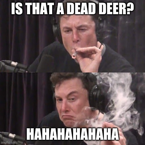 Elon Musk, high as space | IS THAT A DEAD DEER? HAHAHAHAHAHA | image tagged in elon musk high as space | made w/ Imgflip meme maker