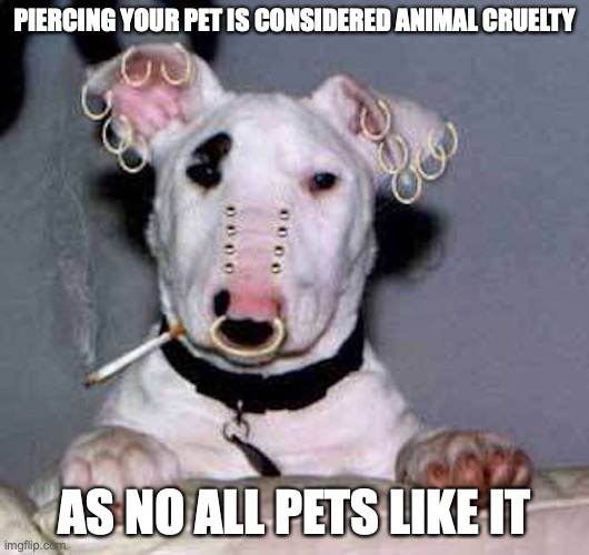 Pierced Dog | PIERCING YOUR PET IS CONSIDERED ANIMAL CRUELTY; AS NO ALL PETS LIKE IT | image tagged in dogs,piercings,memes | made w/ Imgflip meme maker