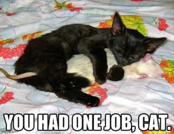 You had one job cat!!!!! | image tagged in memes,funny | made w/ Imgflip meme maker