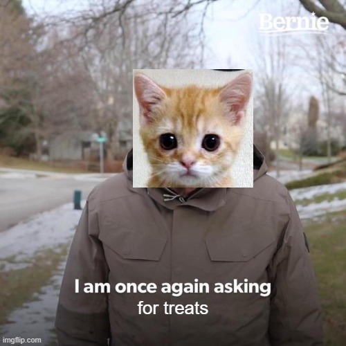Can I have some more? | for treats | image tagged in memes,bernie i am once again asking for your support,cute cat,funny | made w/ Imgflip meme maker