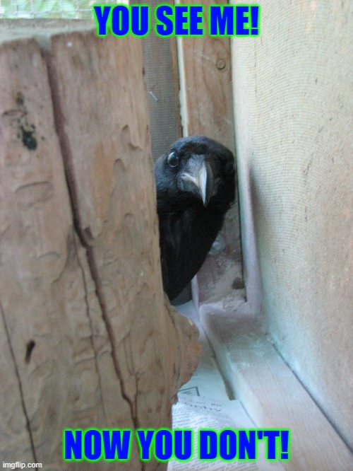 HAHAHA!!!!!!!!!!!!!!!!!!!!!!!!!! | YOU SEE ME! NOW YOU DON'T! | image tagged in peekaboo crow | made w/ Imgflip meme maker