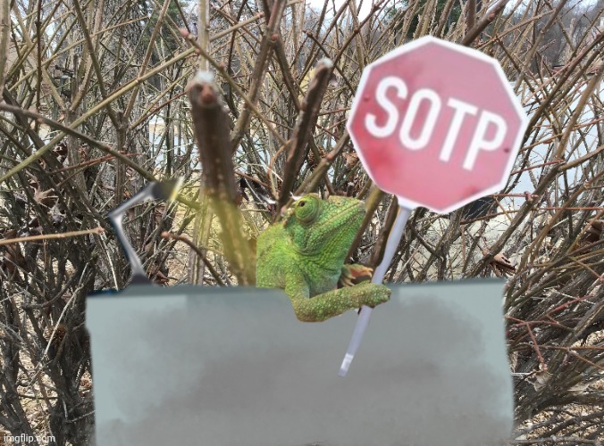 Lizard Sotp | image tagged in lizard sotp | made w/ Imgflip meme maker