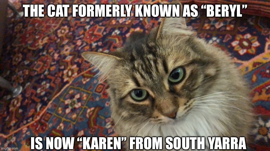 “Karen” from south yarra | THE CAT FORMERLY KNOWN AS “BERYL”; IS NOW “KAREN” FROM SOUTH YARRA | image tagged in meanwhile in australia | made w/ Imgflip meme maker