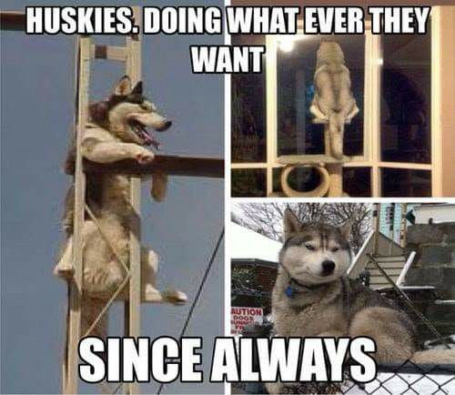 Huskies don’t care Blank Meme Template