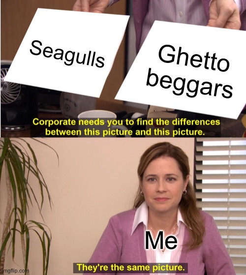 I hate seagulls | Seagulls; Ghetto beggars; Me | image tagged in memes,they're the same picture | made w/ Imgflip meme maker