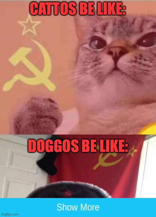 CATTOS BE LIKE:; DOGGOS BE LIKE: | image tagged in russian doge,comrade catto | made w/ Imgflip meme maker