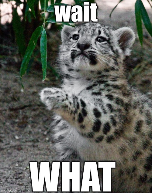 WAIT WHAT LEOPARD | wait WHAT | image tagged in wait what leopard | made w/ Imgflip meme maker