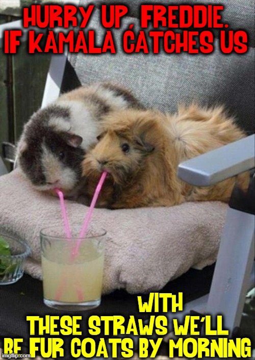 Meanwhile, in California | HURRY UP, FREDDIE. IF KAMALA CATCHES US; WITH THESE STRAWS WE'LL BE FUR COATS BY MORNING | image tagged in vince vance,furry,guinea pig,plastic straws,drinking,memes | made w/ Imgflip meme maker