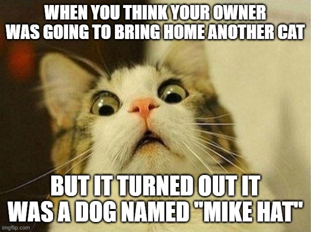 lol | WHEN YOU THINK YOUR OWNER WAS GOING TO BRING HOME ANOTHER CAT; BUT IT TURNED OUT IT WAS A DOG NAMED "MIKE HAT" | image tagged in memes,scared cat,funny,cats,ghostbusters | made w/ Imgflip meme maker