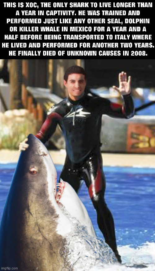 image tagged in shark,shark week,sea world,aquarium,fish,italy | made w/ Imgflip meme maker