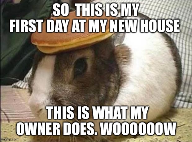 bunny pancake | SO  THIS IS MY FIRST DAY AT MY NEW HOUSE; THIS IS WHAT MY OWNER DOES. WOOOOOOW | image tagged in bunny pancake | made w/ Imgflip meme maker