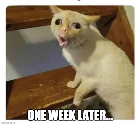 Coughing Cat | ONE WEEK LATER... | image tagged in coughing cat | made w/ Imgflip meme maker