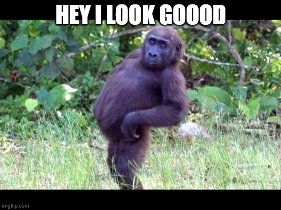posing gorilla | HEY I LOOK GOOOD | image tagged in posing gorilla | made w/ Imgflip meme maker