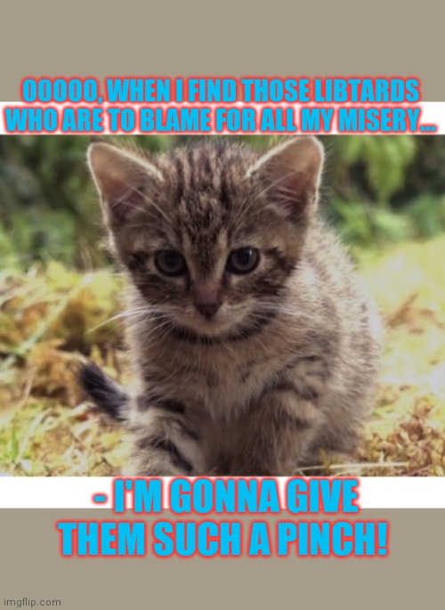 Kitty hates Libtards | OOOOO, WHEN I FIND THOSE LIBTARDS WHO ARE TO BLAME FOR ALL MY MISERY... - I'M GONNA GIVE THEM SUCH A PINCH! | image tagged in cute cat | made w/ Imgflip meme maker