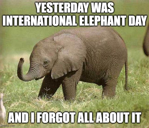 Baby elephant |  YESTERDAY WAS INTERNATIONAL ELEPHANT DAY; AND I FORGOT ALL ABOUT IT | image tagged in baby elephant | made w/ Imgflip meme maker