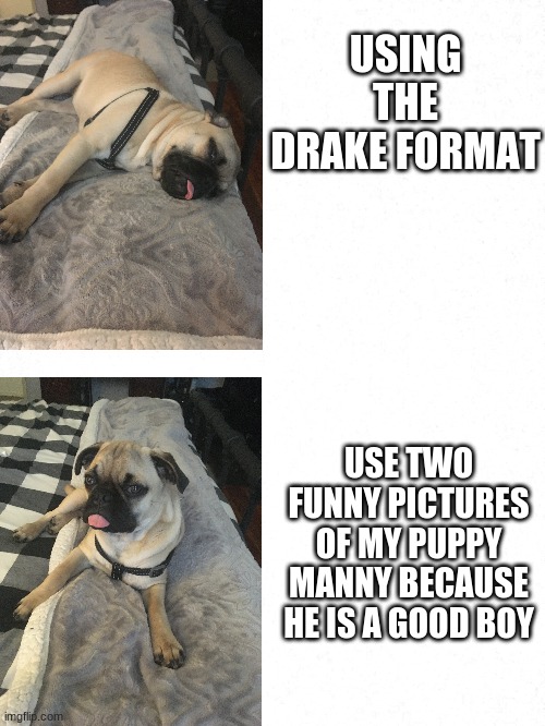 He is a very good boy | USING THE DRAKE FORMAT; USE TWO FUNNY PICTURES OF MY PUPPY MANNY BECAUSE HE IS A GOOD BOY | image tagged in pugs | made w/ Imgflip meme maker