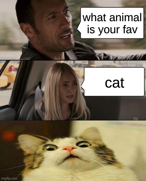 cat | what animal is your fav; cat | image tagged in memes,the rock driving,cats,cat,scared cat | made w/ Imgflip meme maker