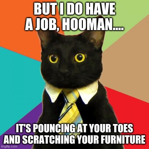 Business Cat | BUT I DO HAVE A JOB, HOOMAN.... IT'S POUNCING AT YOUR TOES AND SCRATCHING YOUR FURNITURE | image tagged in memes,business cat | made w/ Imgflip meme maker