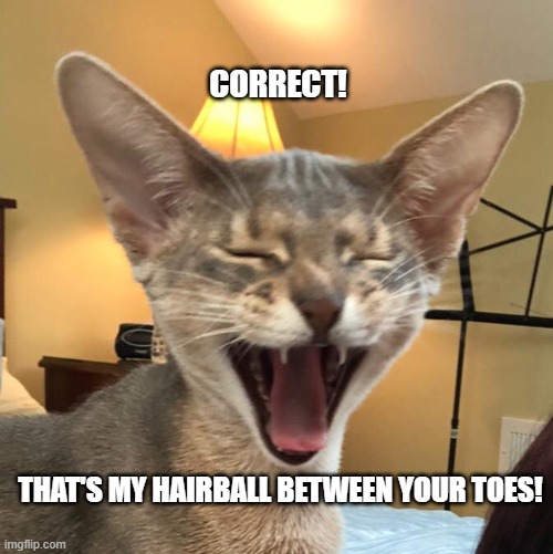 Laffy Cat | CORRECT! THAT'S MY HAIRBALL BETWEEN YOUR TOES! | image tagged in laffy cat | made w/ Imgflip meme maker