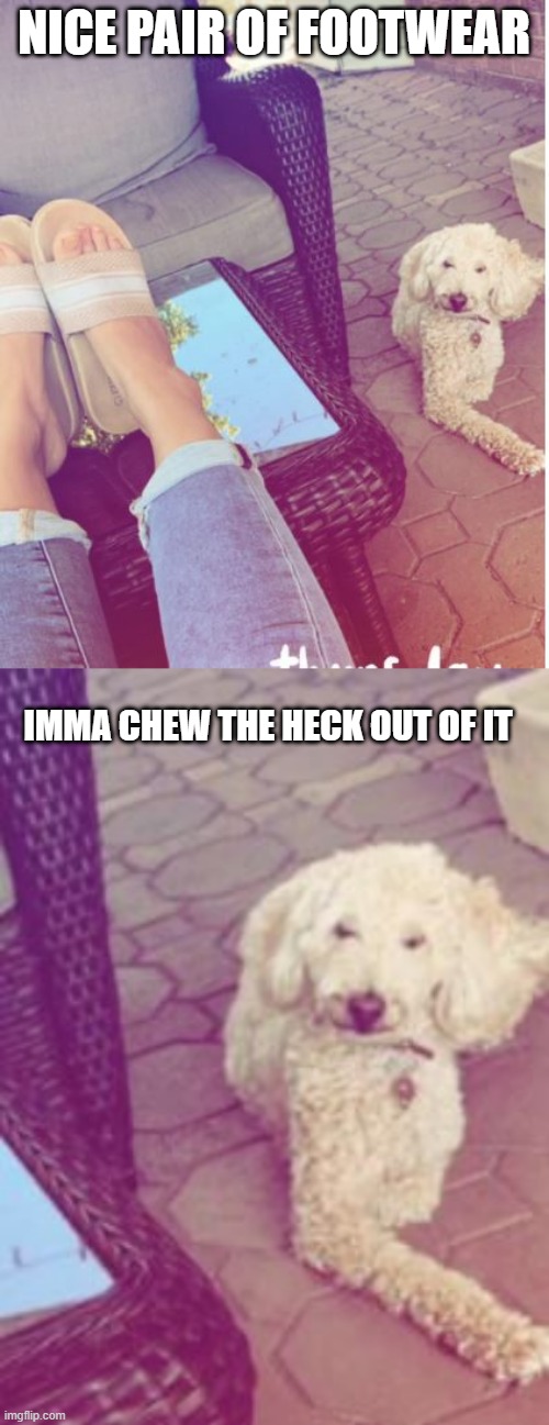 Poodle | NICE PAIR OF FOOTWEAR; IMMA CHEW THE HECK OUT OF IT | image tagged in dogs | made w/ Imgflip meme maker