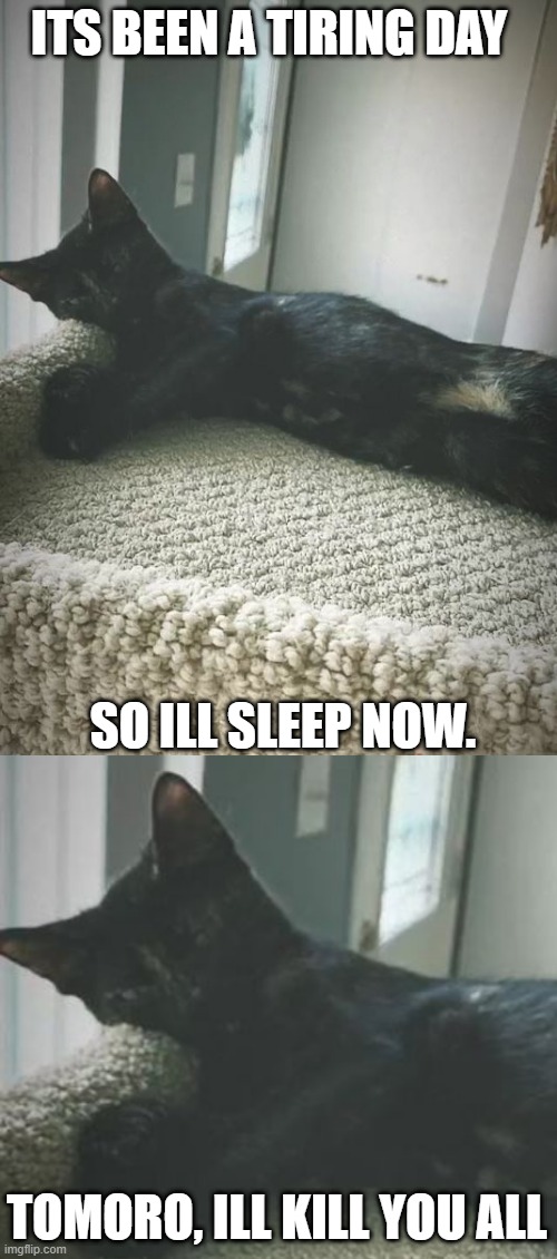 Vengeful Kitty | ITS BEEN A TIRING DAY; SO ILL SLEEP NOW. TOMORO, ILL KILL YOU ALL | image tagged in funny cats | made w/ Imgflip meme maker