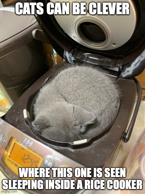 Cat in Rice Cooker | CATS CAN BE CLEVER; WHERE THIS ONE IS SEEN SLEEPING INSIDE A RICE COOKER | image tagged in cats,rice cooker,memes | made w/ Imgflip meme maker