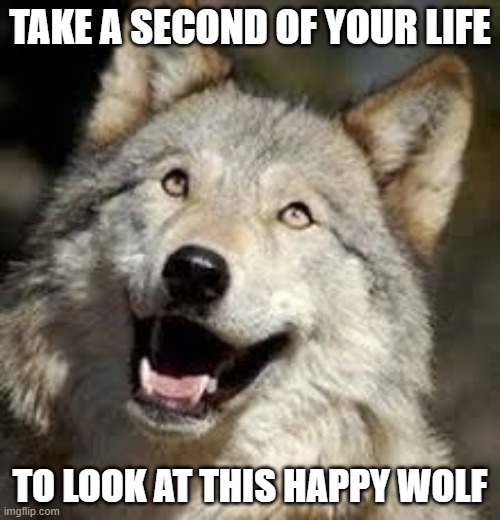 LOOK AT THIS HAPPY WOLFY | TAKE A SECOND OF YOUR LIFE; TO LOOK AT THIS HAPPY WOLF | image tagged in happy,wolf | made w/ Imgflip meme maker