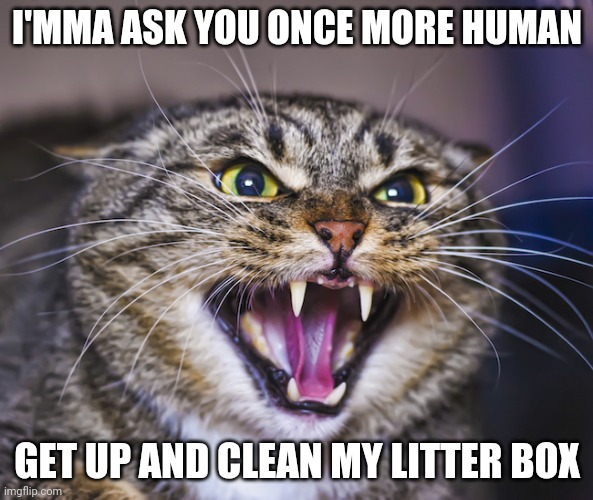 Angry Cat | I'MMA ASK YOU ONCE MORE HUMAN; GET UP AND CLEAN MY LITTER BOX | image tagged in angry cat,memes,cats,litter box | made w/ Imgflip meme maker