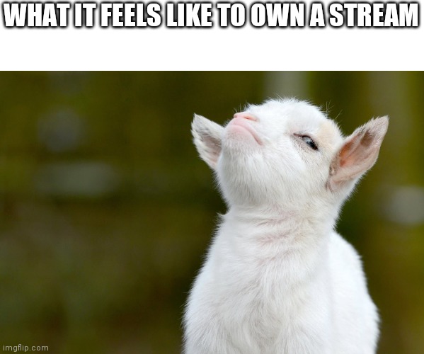 WHAT IT FEELS LIKE TO OWN A STREAM | image tagged in proud baby goat | made w/ Imgflip meme maker