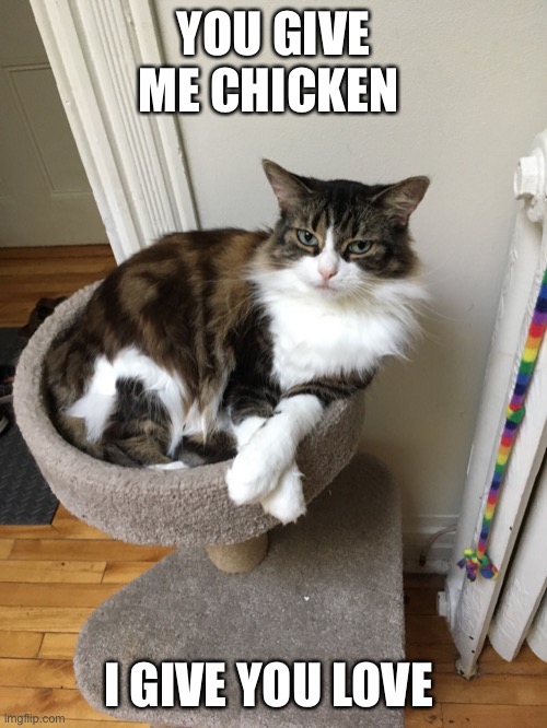 #cat | YOU GIVE ME CHICKEN; I GIVE YOU LOVE | image tagged in grumpy cat | made w/ Imgflip meme maker