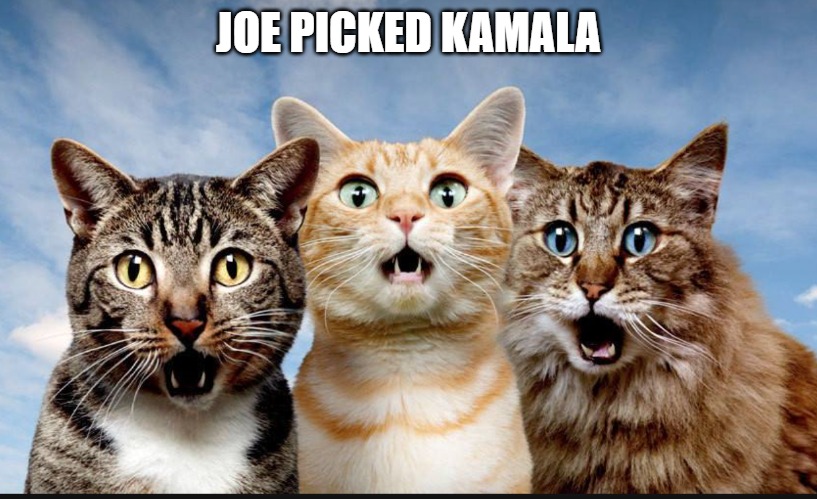 Shocker | JOE PICKED KAMALA | image tagged in cats,memes,fun,funny,funny memes,2020 | made w/ Imgflip meme maker