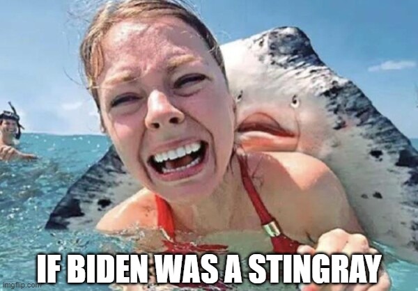 Creepy Joe rides again | IF BIDEN WAS A STINGRAY | image tagged in funny,biden,joe biden,creepy joe biden,trump 2020 | made w/ Imgflip meme maker