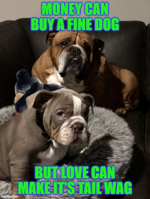 puppies | MONEY CAN BUY A FINE DOG; BUT LOVE CAN MAKE IT'S TAIL WAG | image tagged in cute puppies,animals | made w/ Imgflip meme maker