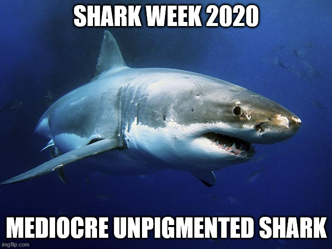 Triggered | SHARK WEEK 2020; MEDIOCRE UNPIGMENTED SHARK | image tagged in great white shark | made w/ Imgflip meme maker