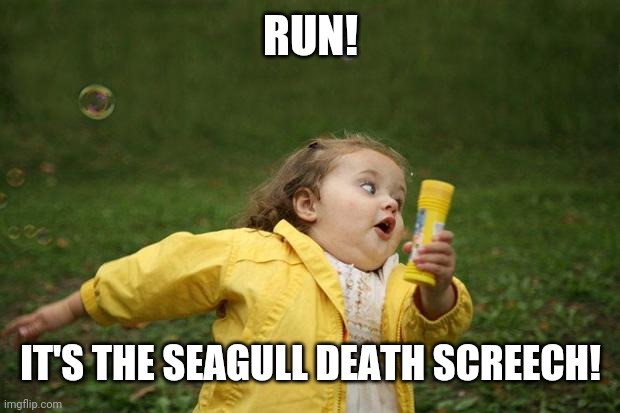 girl running | RUN! IT'S THE SEAGULL DEATH SCREECH! | image tagged in girl running | made w/ Imgflip meme maker