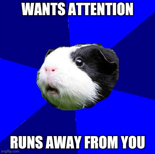 ScumBag Guinea Pig | WANTS ATTENTION; RUNS AWAY FROM YOU | image tagged in scumbag guinea pig | made w/ Imgflip meme maker