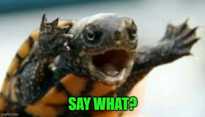 Turtle Say What? | SAY WHAT? | image tagged in turtle say what | made w/ Imgflip meme maker