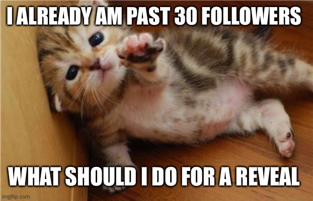 Help Me Kitten | I ALREADY AM PAST 30 FOLLOWERS; WHAT SHOULD I DO FOR A REVEAL | image tagged in help me kitten | made w/ Imgflip meme maker