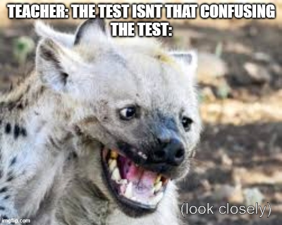 look closely | TEACHER: THE TEST ISNT THAT CONFUSING
THE TEST:; (look closely) | image tagged in hyena,teacher | made w/ Imgflip meme maker