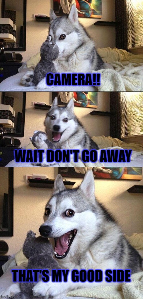 camera lover | CAMERA!! WAIT DON'T GO AWAY; THAT'S MY GOOD SIDE | image tagged in memes,bad pun dog | made w/ Imgflip meme maker